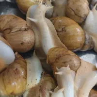 حلزون به شرط سالم و تخم گزار زیر قیمت بازار