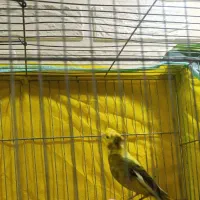 قناری نر