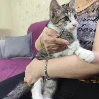 گربه|گربه|قم, سالاریه|دیوار