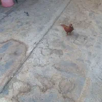 سرخ