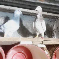 کفتر|حیوانات|بجنورد, |دیوار