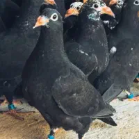 جوجه پلاکی
