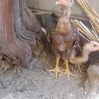 جوجه لاری اصیل