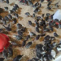جوجه بقلمون یک  ماهه
