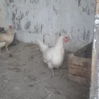 مرغ گلین کاکلی