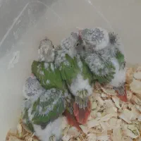 جوجه گرینچیک آناناسی
