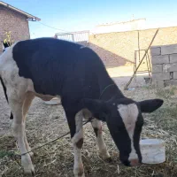 گاوسیمینتال
