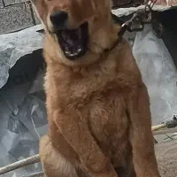 نگهبان اصالت دار