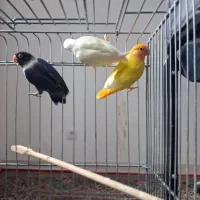 طوطی برزیلی مولد رنگ خاص معاوضه با قناری یا سهره