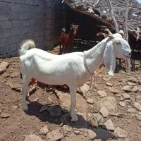 فروش فوری