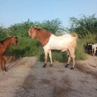 کهره