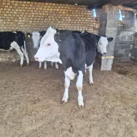 ۴ راس گوساله ماده اسپرمی