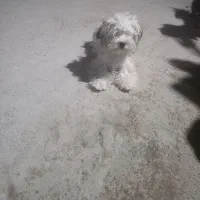 سگ پاکوتاه