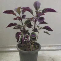 گلدان حسن یوسف / آگلونما / سینگونیوم / برگ‌ انجیری