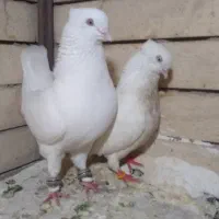 جفت نر و مادە اراکی