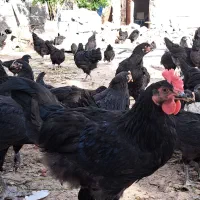 نیمچه خروس استرالوپ