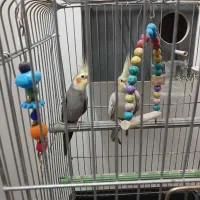 عروس هلندی مولد