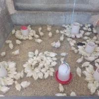 جوجه مرغ گوشتی