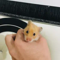 بچه همستر روسی رام