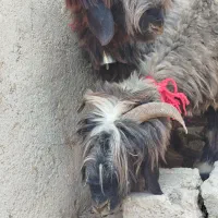 شیشک بختیاری