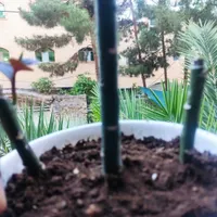 گل برای معاوضه|گل و گیاه طبیعی|اصفهان, هفتون|دیوار