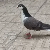 باسلام خدمت عشق بازان عزیزدوعددماده دمگیربالغ
