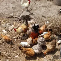 فروش تعدادی مرغ و خروس