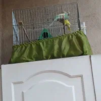 یه جفت مرغ عشق شیش ماهه