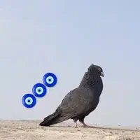 زاغ کاکلی نر پرشی و سار هفترنگ نر پرشی کفتر بوم