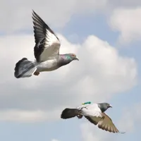 کبوتر گمشده