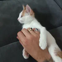 گربه نر