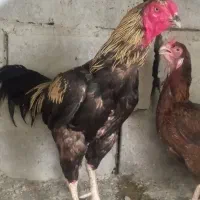 خروس جاوا