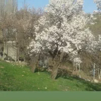 فروش رستوران