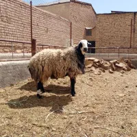 قوچ شال