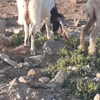 بزومیش|حیوانات مزرعه|باوی, |دیوار