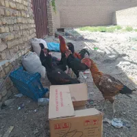 مرق خروس لاری یتق مشکی نسلدار