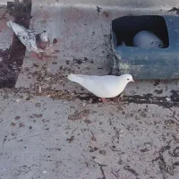 کفتر|پرنده|اردبیل, |دیوار