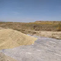 جو شش پر ریحانه درجه ۱ مناسب جهت بذر