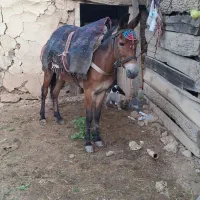 یک عدد قاطر سن ۱۳