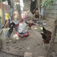 مرغ خروس جوان ارگانیک