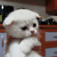 واگذاری گربه اسکاتیش جذاب