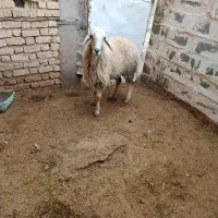 شیشک|حیوانات مزرعه|پاسارگاد, |دیوار
