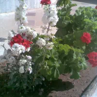 تعدادی بوته شمعدانی زیبا واماده با ریشه و گل
