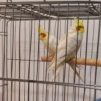 فروش عروس هلندی