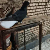 اشعل درجه ۱