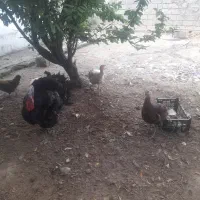 فروش خروس و بوقلمون