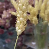 فروش یونجه