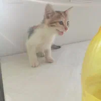 واگذاری بچه گربه