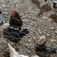 مرغ گلین