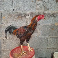 خروس لاری تاج مهر
